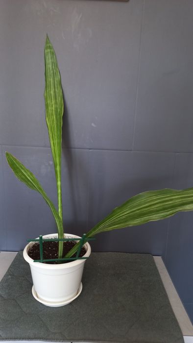Сансевиерия White Striped Giant.