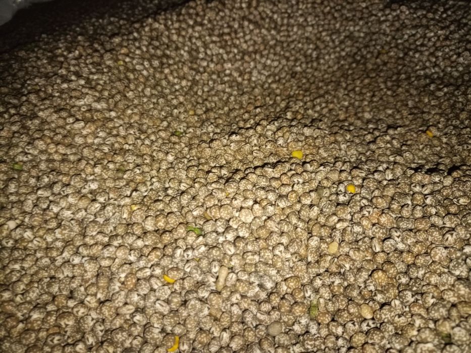 Łubin wąskolistny gorzki KARO