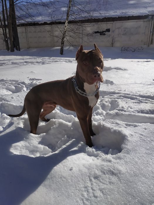 Пітбуль для в'язки (розв'язаний)