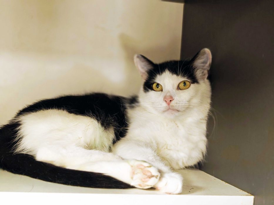 Добра і позитивна киця Мія подарує ніжність і любов новому господарю