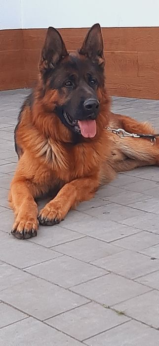 Owczarek Niemjecki Krótkowłosy FCl