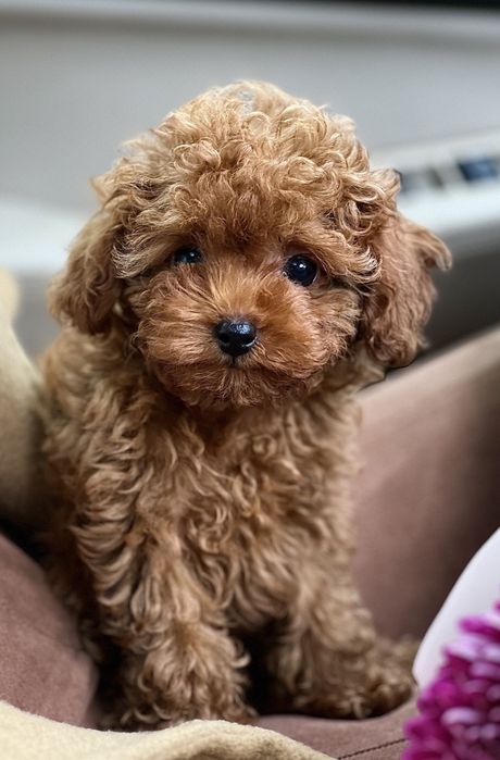 Пудель! Чистокровні 1000%