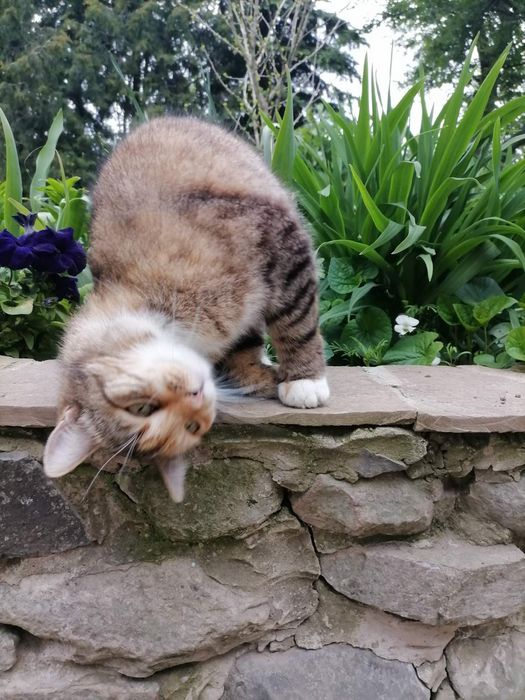 Мальвінка в добрі руки!