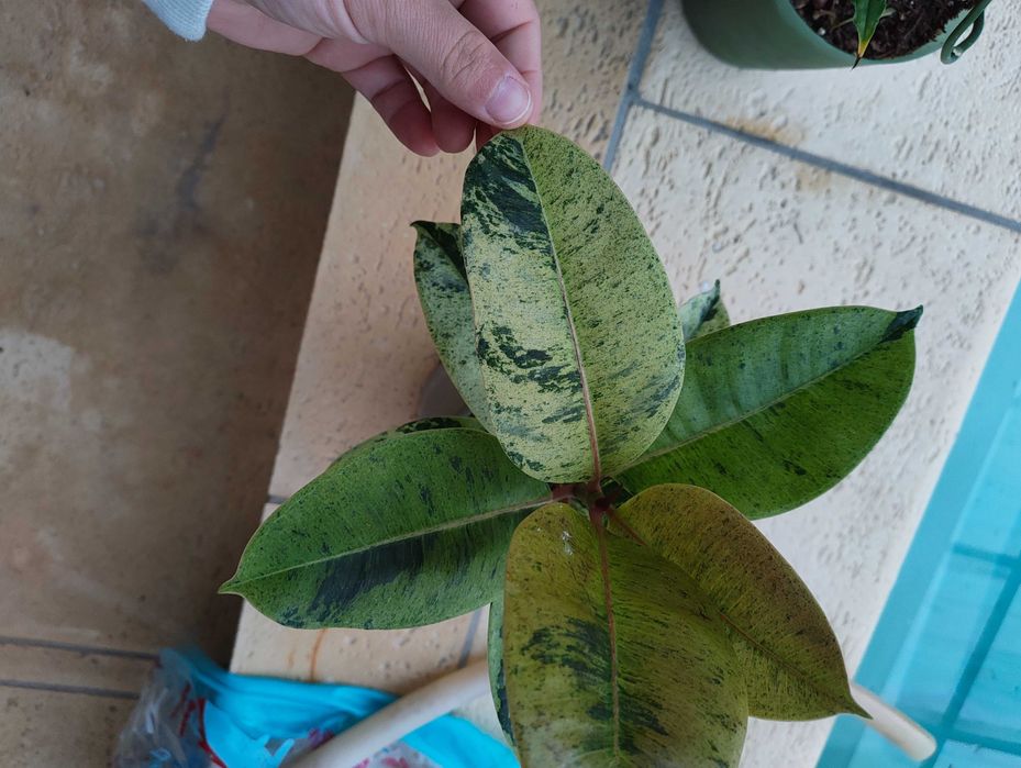 Ficus 'Moonshine'
