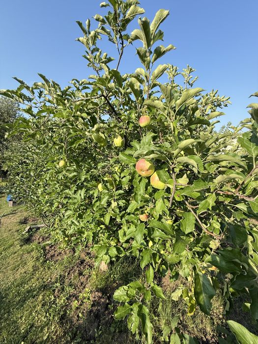 Продам дачу Ледное