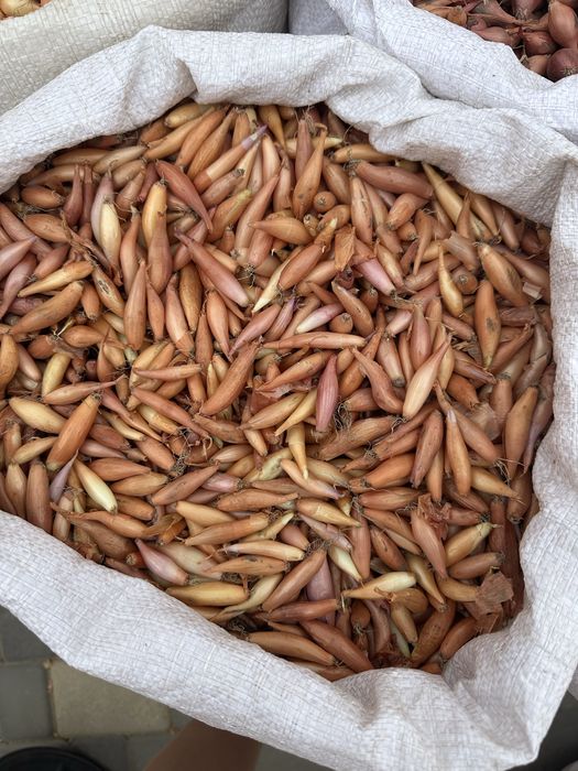 Лук-севок 2026!Опт