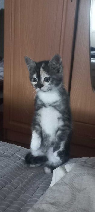 Віддам в добрі руки