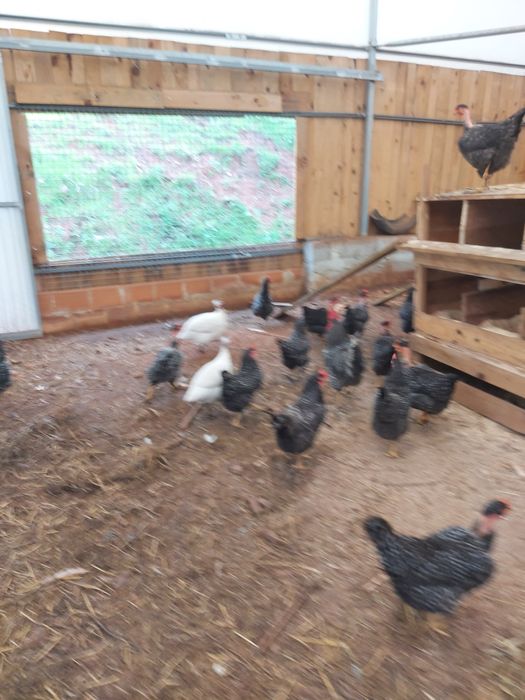 Galinhas pedres portuguesas