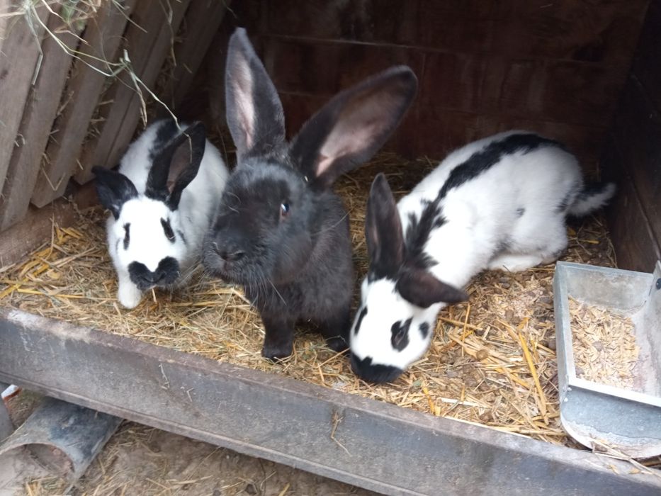 Olbrzym srokacz nadwyżka