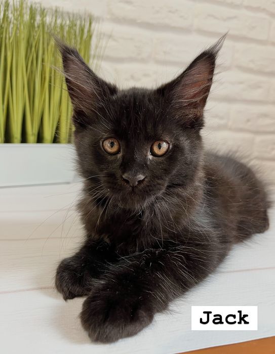 Кошеня Мейн кун хлопчик