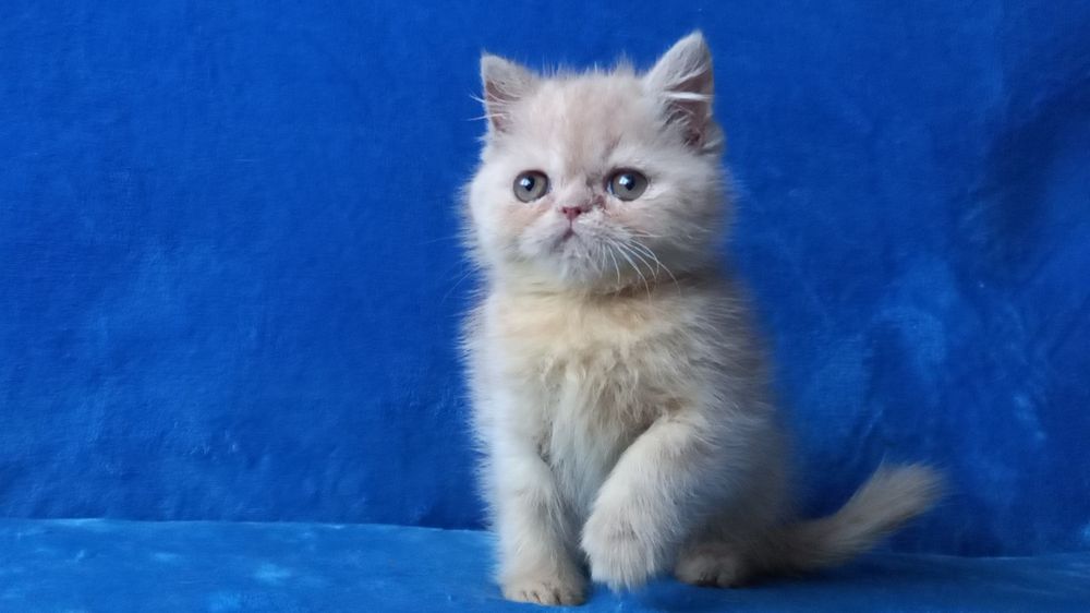 Кремовый мальчик экзот