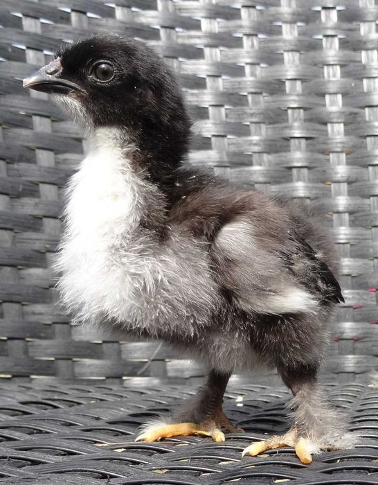 Jajka lęgowe maransy