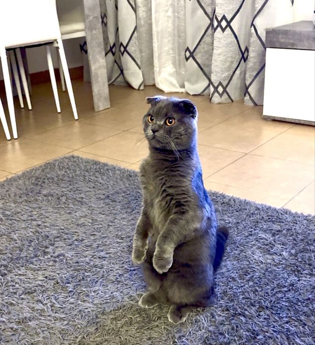 Scottish Fold para acalasar