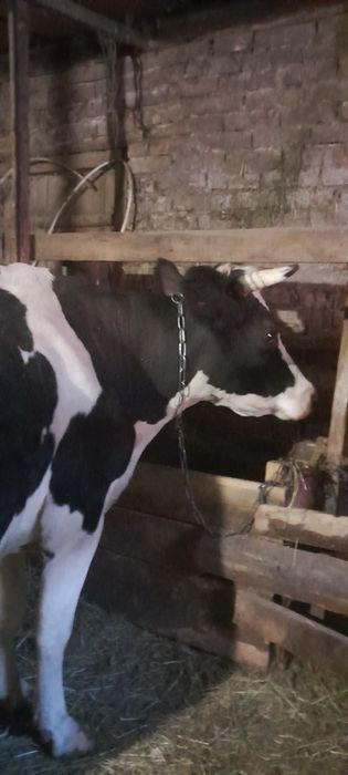 Продам корову на вибір