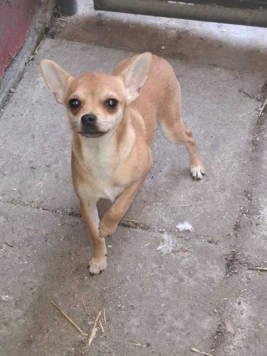 Chihuahua suczka