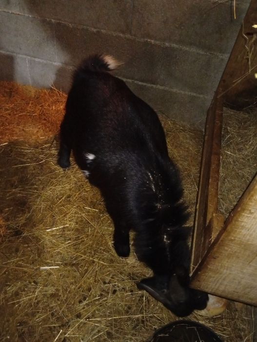 Cabrito anão 9 meses