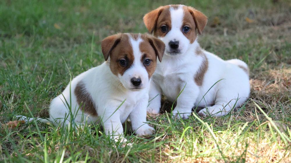 PIESEK Jack Russell Terrier - Łódzki Gang Russella  ZKwP (FCI)