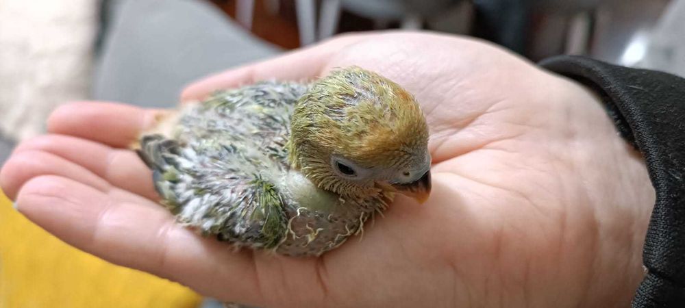 Agapórnis Roseicollis para levantarem voo