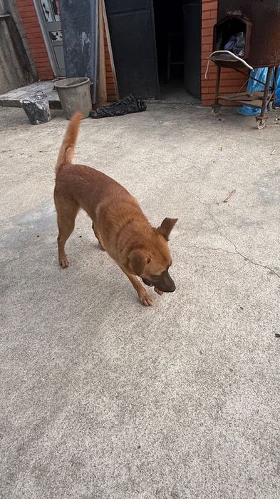 Cães de Guarda para adoção