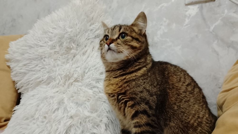 Кошка в добрые и ответственные руки бесплатно