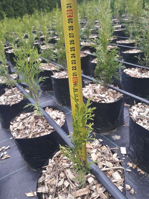 Tuja Szmaragd  100  120  140 donica 5l  DOSTAWA