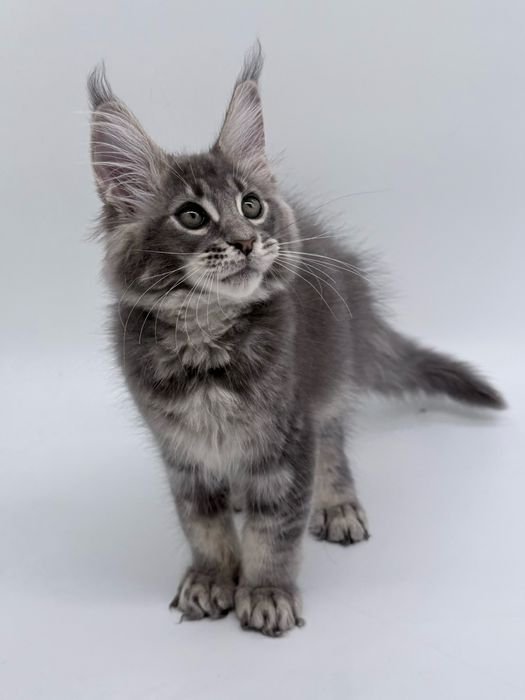 Мейн кун котенок мальчик