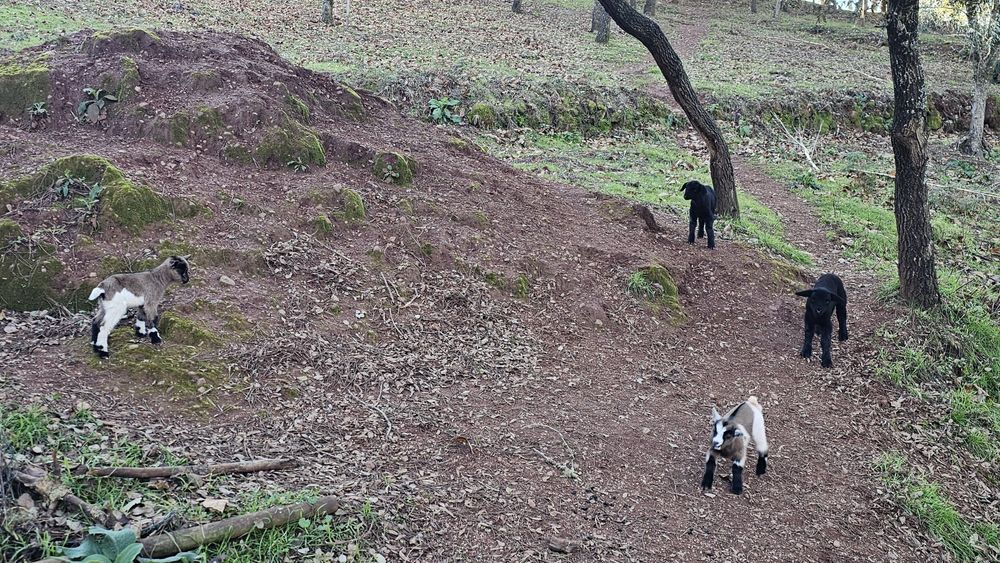 Cabras anãs e cabritinhos