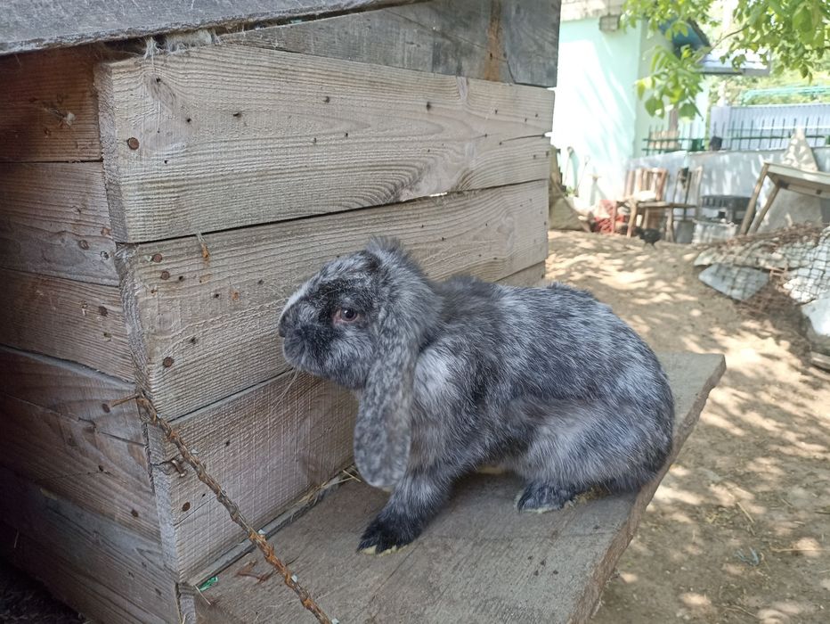 Кролики фб арлекин і рен