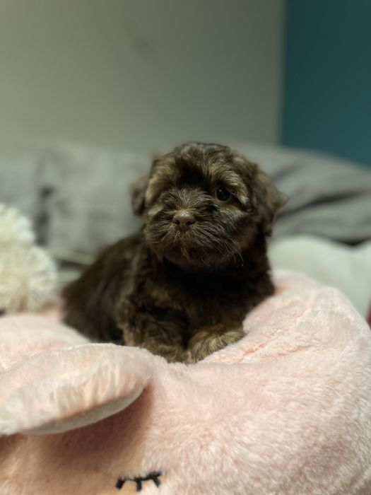 Aria- słodka dziewczynka