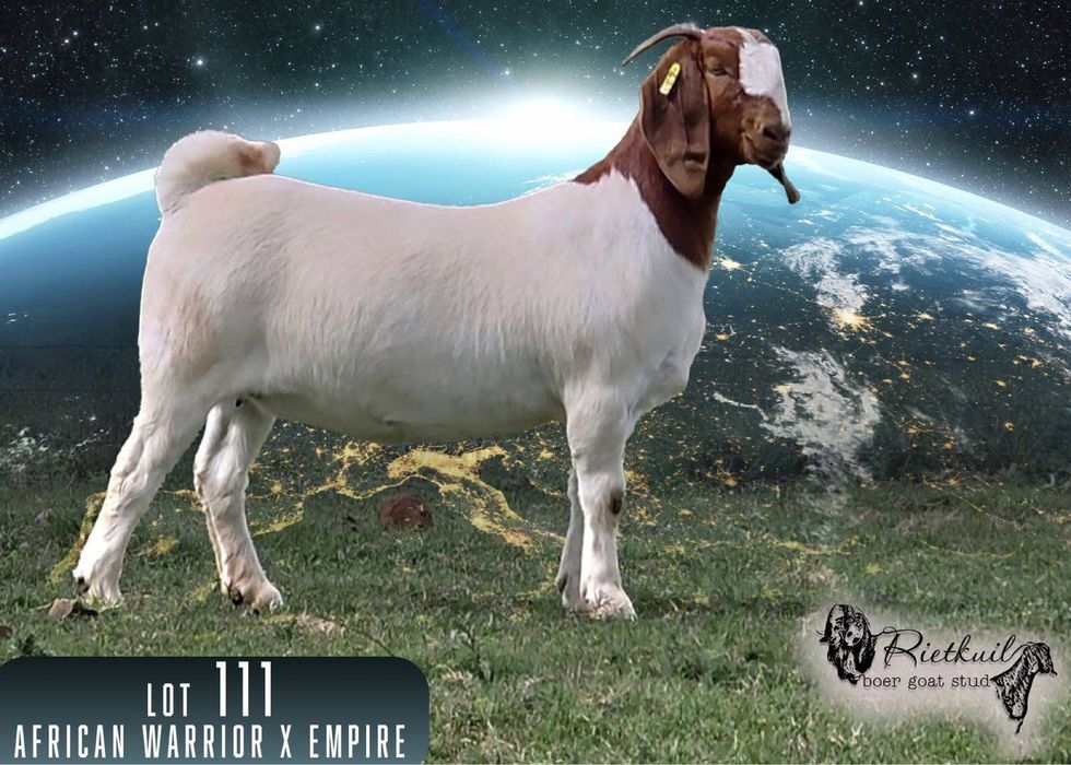 Племені козенята від 7500