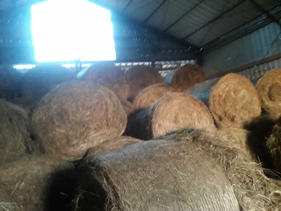 Siano w DUZYCH belach 130x130