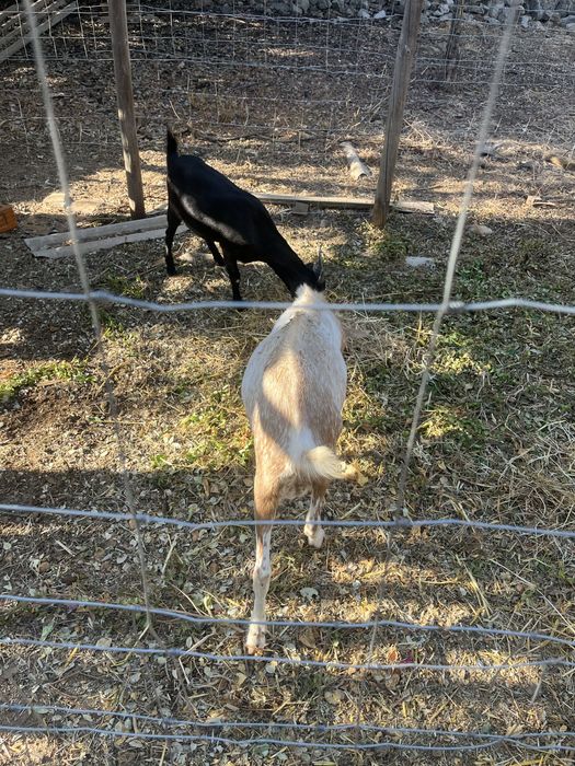 2 cabras e 1 bode