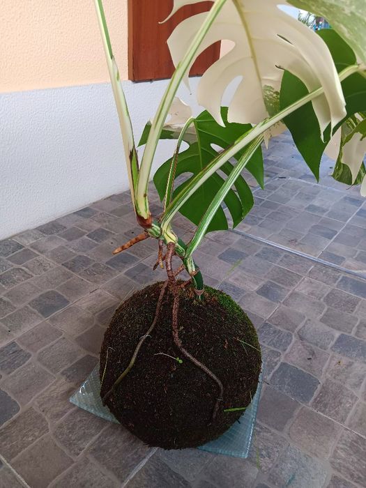 Kokedama natural