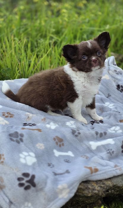 Chihuahua Macho Pêlo Comprido