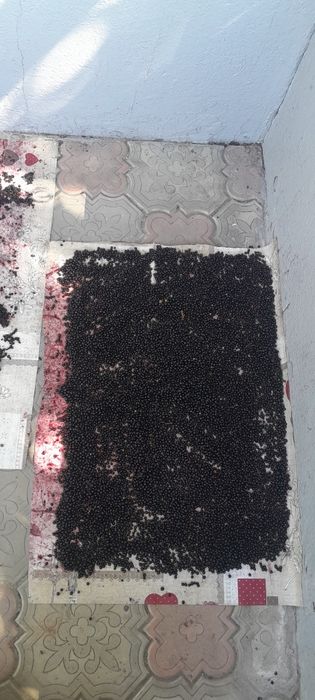 Продам насіннв  акації білої