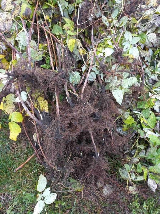 СОРТОВІ саджанці ремонтантної малини/саженцы малины/оптом та в роздріб