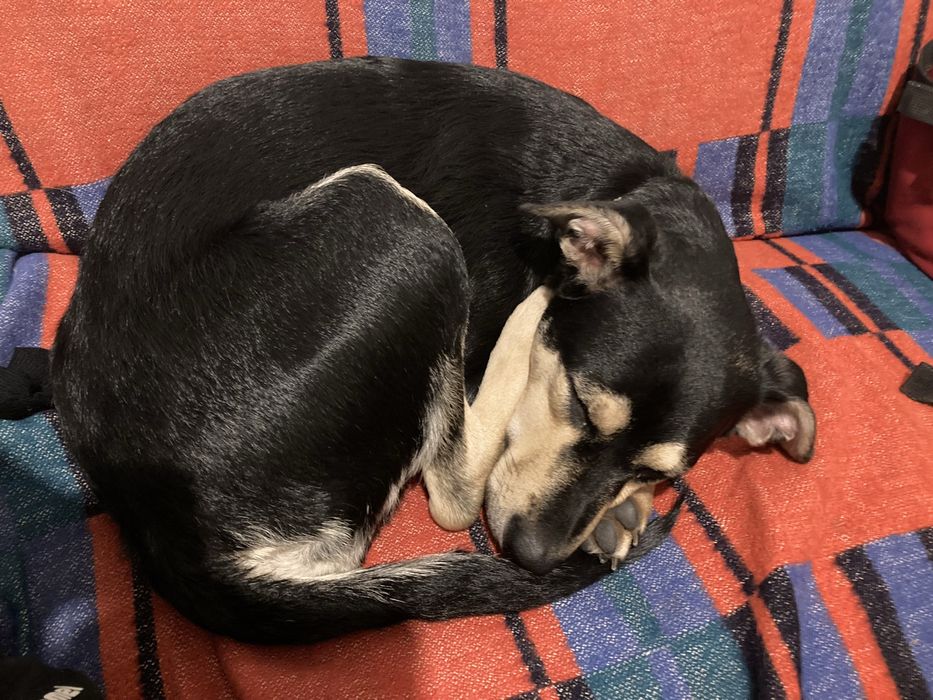 Pilnie oddam pieska Duszę