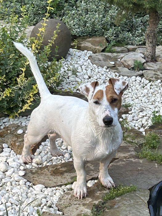 Вязка Джек Рассел