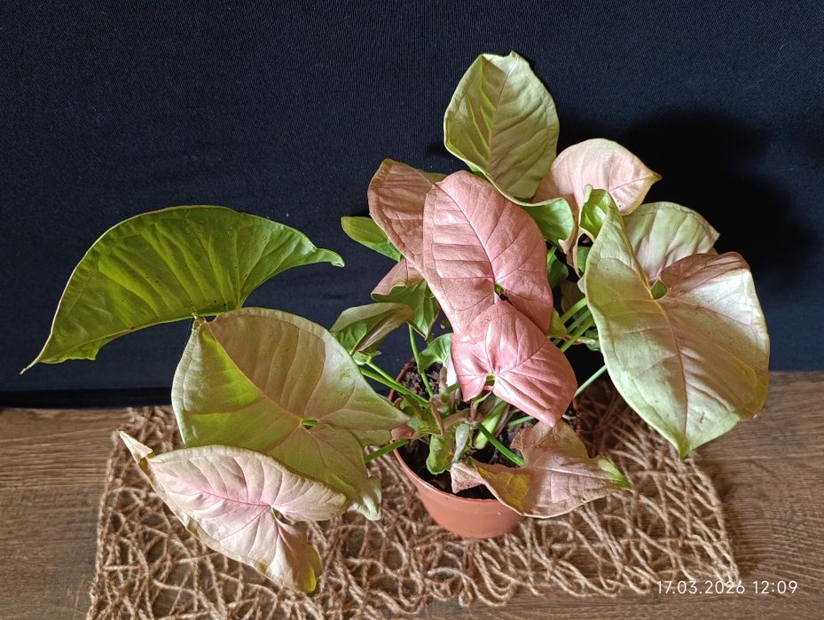 сингоніум.  Pink