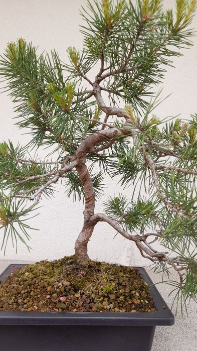 Bonsai Pinheiro Silvestre (Pinus sylvestris) 
Vendo exemplar de Pinheiro Silvestre (Pinus sylvestris) em fase avançada de estrutu