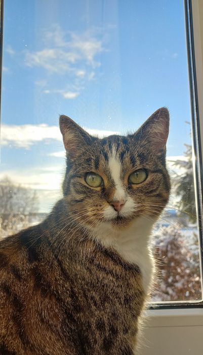 Zaginęła kotka DEJZI