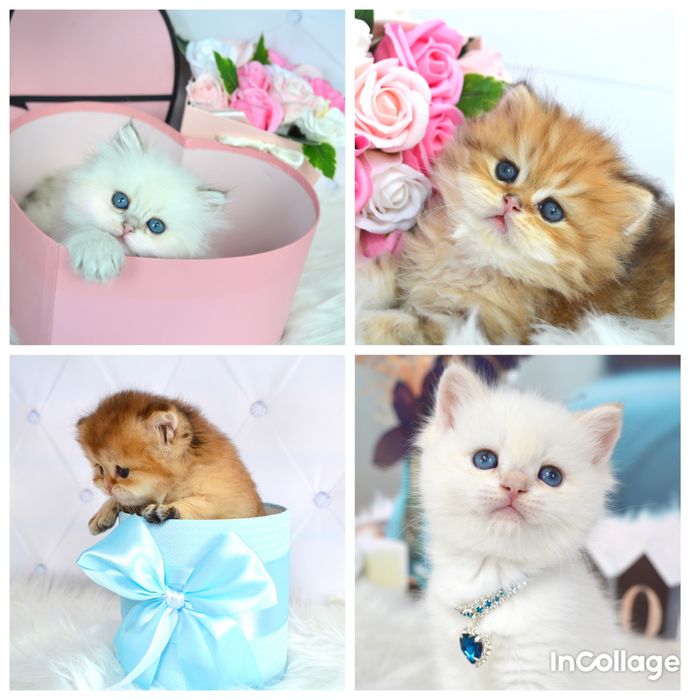 Британська золота шиншила котята / золотая шиншилла/поинт