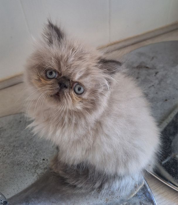 Lyo Gatinho Persa Himalaio Blue Point para Acasalar