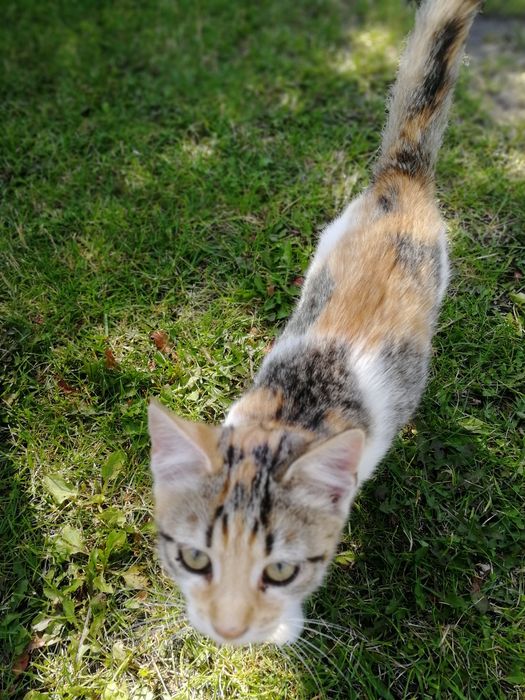 Kotki do adopcji