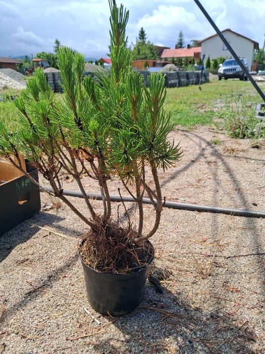 Kosodrzewina, sosna górska 20szt/100zł