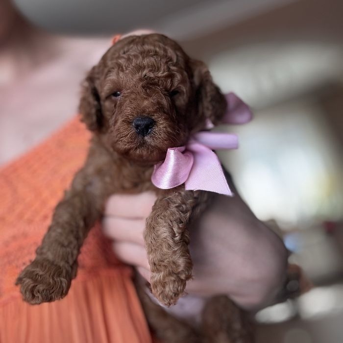 шикарний хлопчик у забарвленні RED BRAUN