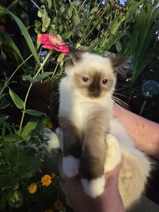 Ragdoll. do nowego domku w lutym