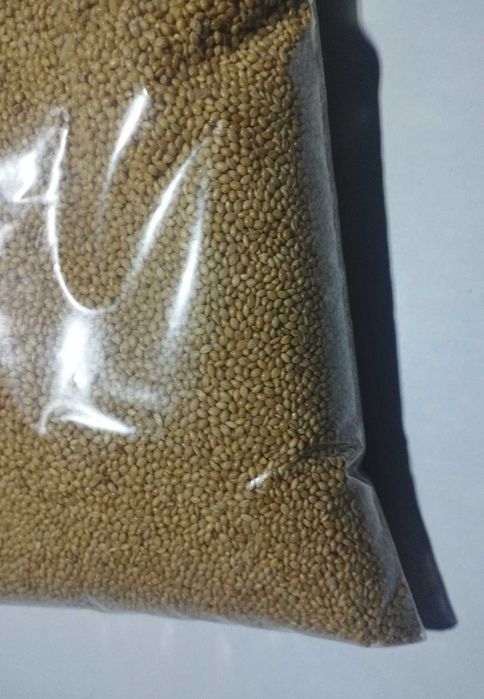 Sementes alimentação de aves, semear sementeira