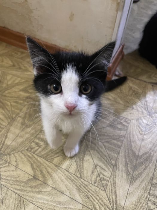 Віддам кошенят в добрі руки