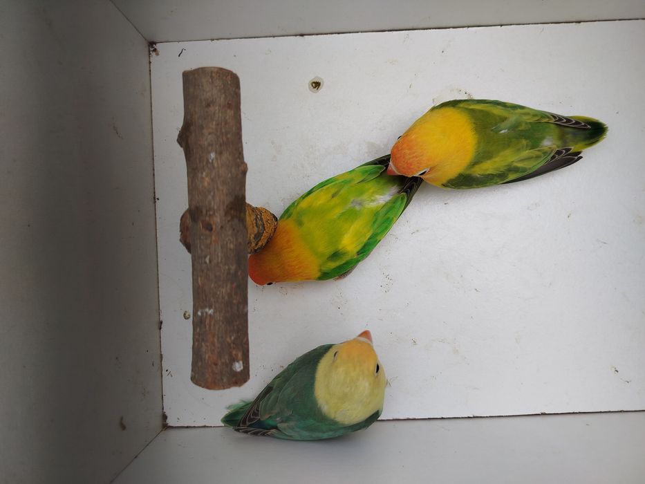 Agapornis fischeres opalinos euwings